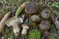 Hygrophorus camarophyllus